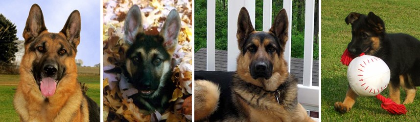 Arcturus German Shepherds